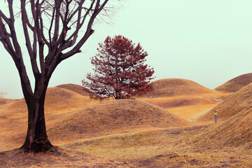 대구광역시 불로동 고분군