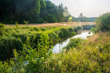 Narewka River near the village of Gruszki, Bialowieza Forest, Podlasie, Poland