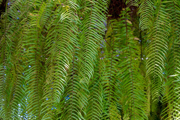 Selective focus of green leaves in the garden, The Macho Fern (Nephrolepis biserrata) is evergreen...
