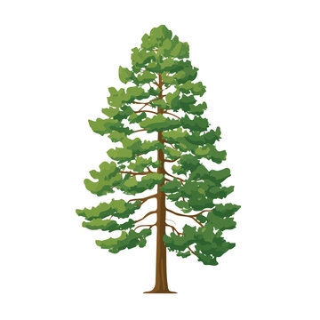 Ponderosa Pine Tree in a clean 2D flat vector icon style, minimal and simple, set on a plain white background.