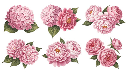 set of pink flowers isolated