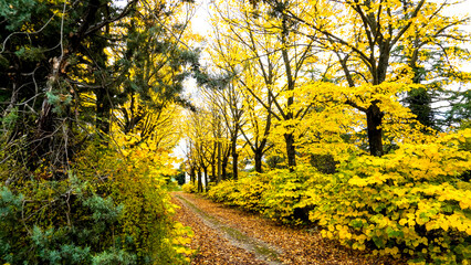 Naklejka premium Fogliame autunnale nel Parco Naturale delle Foreste Casentinesi, Appennino Tosco-Romagnolo. Panorami autunnali delle montagne bolognesi. Bologna, Emilia-Romagna, Italia.