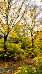 Naklejka premium Fogliame autunnale nel Parco Naturale delle Foreste Casentinesi, Appennino Tosco-Romagnolo. Panorami autunnali delle montagne bolognesi. Bologna, Emilia-Romagna, Italia.