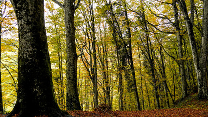 Obraz premium Fogliame autunnale nel Parco Naturale delle Foreste Casentinesi, Appennino Tosco-Romagnolo. Panorami autunnali delle montagne bolognesi. Bologna, Emilia-Romagna, Italia.