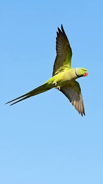 Vibrant green parrot in mid-flight against a clear blue sky showcasing its colorful plumage and graceful wing motion a symbol of freedom and tropical beauty