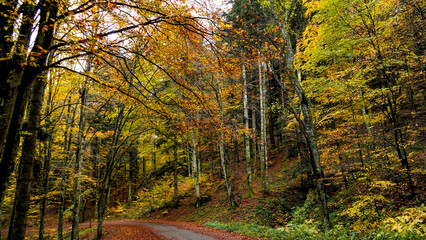 Fototapeta premium Fogliage autunnale nel Parco Naturale delle Foreste Casentinesi, Appennino Tosco-Romagnolo. Panorami autunnali delle montagne bolognesi. Bologna, Emilia-Romagna, Italia.