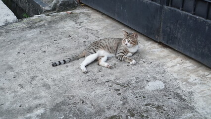 The cat is sleeping on the floor