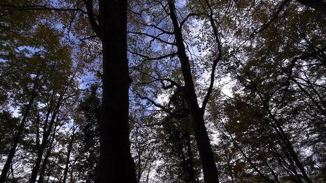 Il tappeto di foglie cadute e i colori del foliage autunnale nei boschi dell'Appennino emiliano-romagnolo al Passo Tre Croci, al confine con la provincia di Toscana tra Pistoia e Porretta Terme, Emili