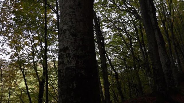 Il tappeto di foglie cadute e i colori del foliage autunnale nei boschi dell'Appennino emiliano-romagnolo al Passo Tre Croci, al confine con la provincia di Toscana tra Pistoia e Porretta Terme, Emili