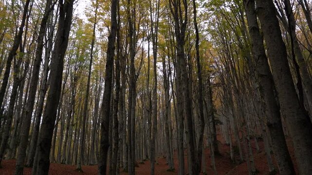 Il tappeto di foglie cadute e i colori del foliage autunnale nei boschi dell'Appennino emiliano-romagnolo al Passo Tre Croci, al confine con la provincia di Toscana tra Pistoia e Porretta Terme, Emili