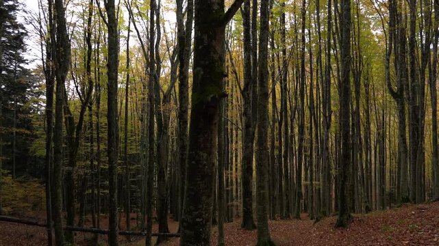 Il tappeto di foglie cadute e i colori del foliage autunnale nei boschi dell'Appennino emiliano-romagnolo al Passo Tre Croci, al confine con la provincia di Toscana tra Pistoia e Porretta Terme, Emili