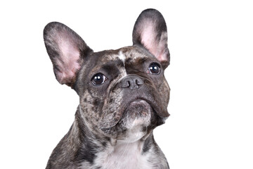 Portrait of a cute French bulldog, closeup, isolated on white background