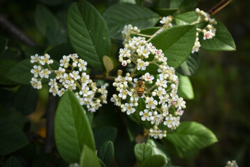 Photo of a bee landing on a Milky Cotoneaster plant