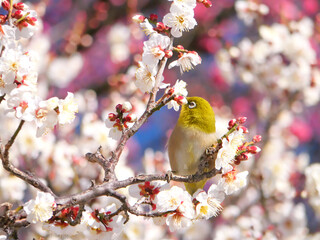 日本、冬、梅の蜜を啄むメジロ