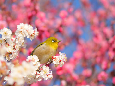 日本、冬、梅の花とメジロ