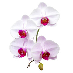 orchid isolated on white background or transparent png