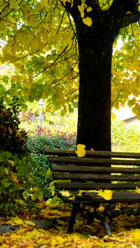 Il tappeto di foglie cadute e i colori del foliage autunnale nei boschi dell'Appennino emiliano-romagnolo al Passo Tre Croci, al confine con la provincia di Toscana tra Pistoia e Porretta Terme, Emili
