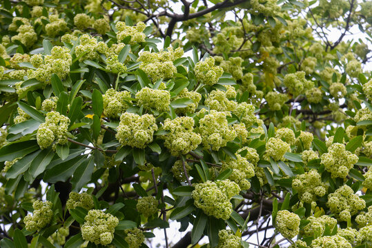 Creamy Alstonia scholaris flower clusters on a leafy tree in Vietnam, captured outdoors with natural greenery for tropical botany and urban nature themes.