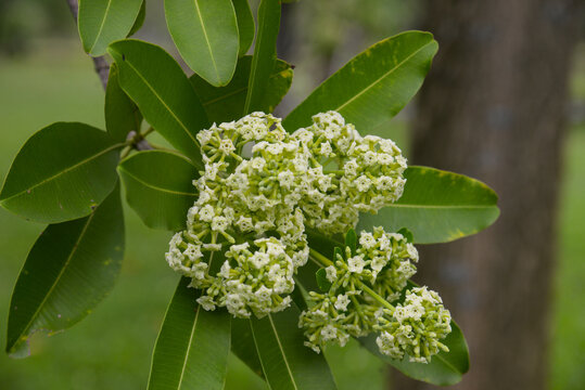 Flowering Alstonia scholaris tree captured in Vietnam, with clustered creamy blossoms and fresh green leaves for nature, urban tree, and botanical concepts.