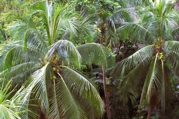 tropical coconut palm trees with green fruits in a lush rainforest
