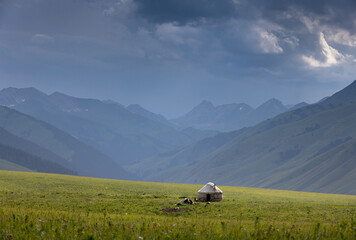 cows in the mountains