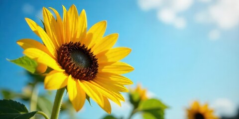 Obraz premium A Vibrant Sunflower Basking in the Warmth of a Sunny Day, Its Golden Petals Reaching Towards a Clear Blue Sky, Other Sunflowers Blurred in the Background