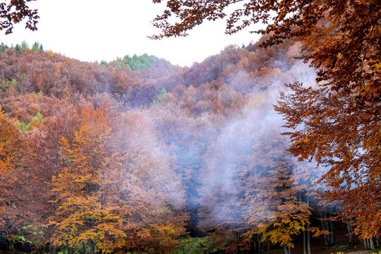 Il tappeto di foglie cadute e i colori del foliage autunnale nei boschi dell'Appennino emiliano-romagnolo al Passo Tre Croci, al confine con la provincia di Toscana tra Pistoia e Porretta Terme, Emili