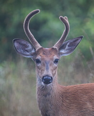 White-tailed deer buck with direct eye contact in the early morning light with velvet antlers walking through a meadow in the spring in Canada