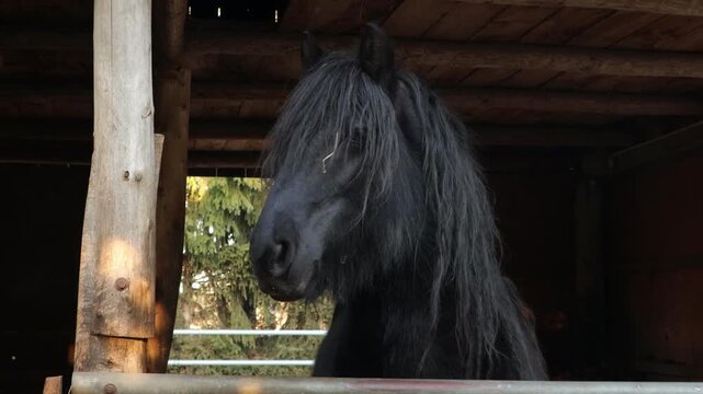 Black horse with long mane stands in a stable, showcasing its features and expressions, as the camera captures the gradual shift in its posture and gaze