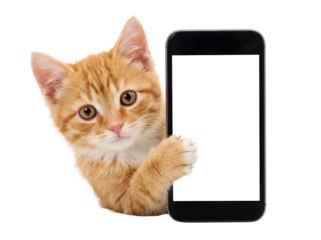 A cute, fluffy ginger kitten with wide, curious eyes and a pink nose peeks out from behind a black smartphone, against a plain white background.