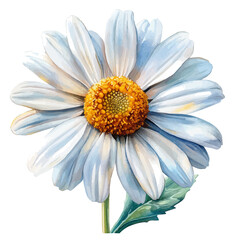 Naklejka premium Leucanthemum Flower, high quality watercolor, isolated on a white background, vibrant details.