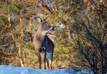 White-tailed deer buck in the winter snow in Canada