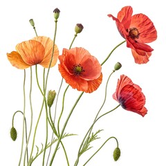 Obraz premium Vibrant Poppies: Red & Orange Blooms on White