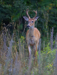 White-tailed deer buck closeup in an autumn meadow in Canada