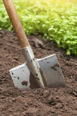 Digging up soil in garden. Shovel close up in ground on garden bed with grass and plants in sunlight. Organic farming, gardening, growing, agriculture concept