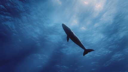A majestic whale glides gracefully through the deep blue ocean illuminated by shafts of sunlight