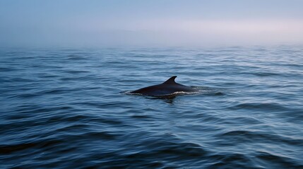 Naklejka premium A solitary dolphin surfaces in a calm misty ocean at dawn its dorsal fin breaking the blue water