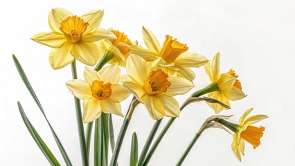 Obraz premium Vibrant yellow daffodils in full bloom on white background