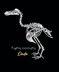 Illustration of a Dodo fossil. Artwork depicting this extinct bird.