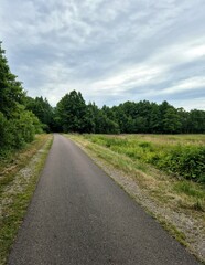 empty road through forest
