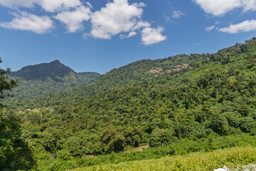 Obraz premium lush mountain landscape with dense tropical forest in khao yai thailand