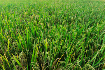 Obraz premium ​Ripening paddy rice stalks in the meadow, organic agriculture concept