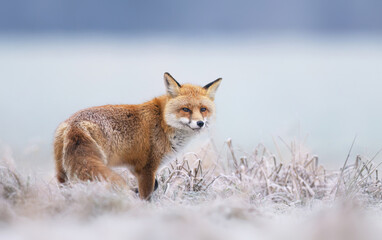 Red fox ( Vulpes vulpes ) in winter scenery
