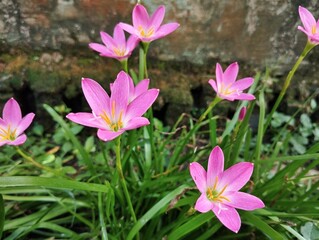 Fototapeta premium Beautiful blooming pink Rlrain lily flowers in the garden garden with green leaves background. Perfect for nature, gardening, and floral themes.