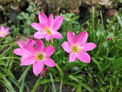 Beautiful blooming pink Rlrain lily flowers in the garden garden with green leaves background. Perfect for nature, gardening, and floral themes.