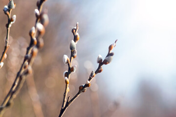 Spring fluffy willow catkins on branches close up on a blurred light background as a symbol of Easter and the awakening of nature