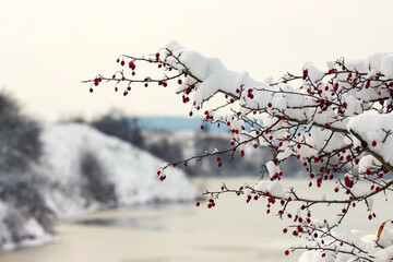 Snow-covered hawthorn branches with red berries against winter foggy landscape background