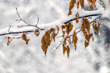Snow-covered branch with brown dry leaves during snowfall against blurred background