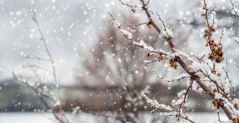 Snow-covered tree branches with dry leaves during snowfall on blurred winter background, macro photography of frosty nature with white snowflakes