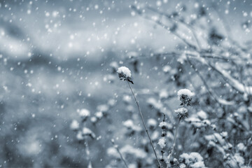 Snow-covered dry plants during heavy snowfall on blurred winter background, frosty nature with falling white snowflakes in cold weather